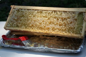 Beehive Honey Extraction