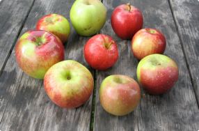 The ABCs of Apples