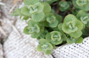 Mint Varieties & Gardening Tips