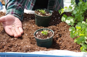 Planting & Growing Cilantro