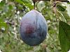 What is a Pluot?