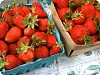 Tips on Strawberry Picking & Freezing
