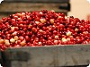 Receiving & Sorting Cranberries