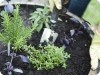 Small Space Gardening (Part 3): Container Gardening