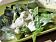 Blue Cheese Dressing
