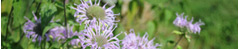 Edible Flowers