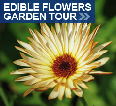 Edible Flowers Garden Tour
