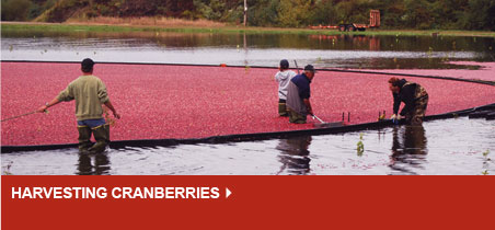 Harvesting Cranberries