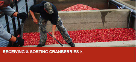 Sorting Cranberries