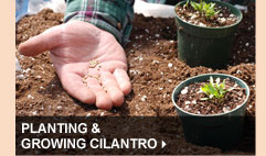 Planting & Growing Cilantro